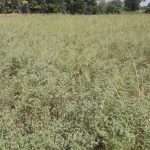 Colture di servizio.