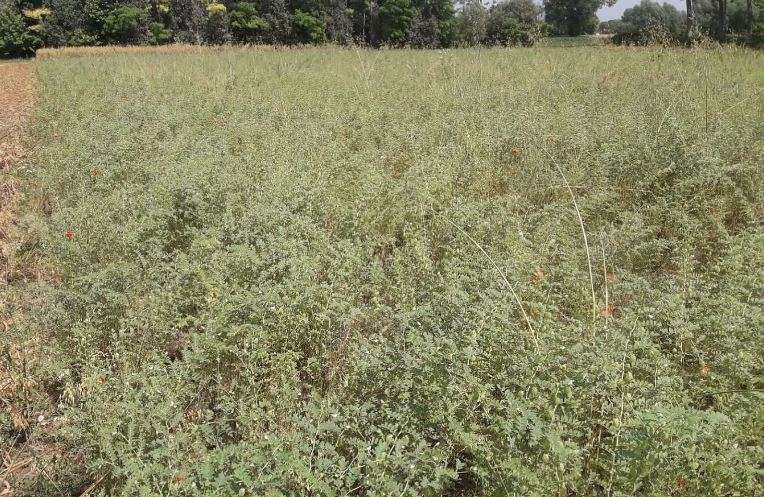 Colture di servizio.