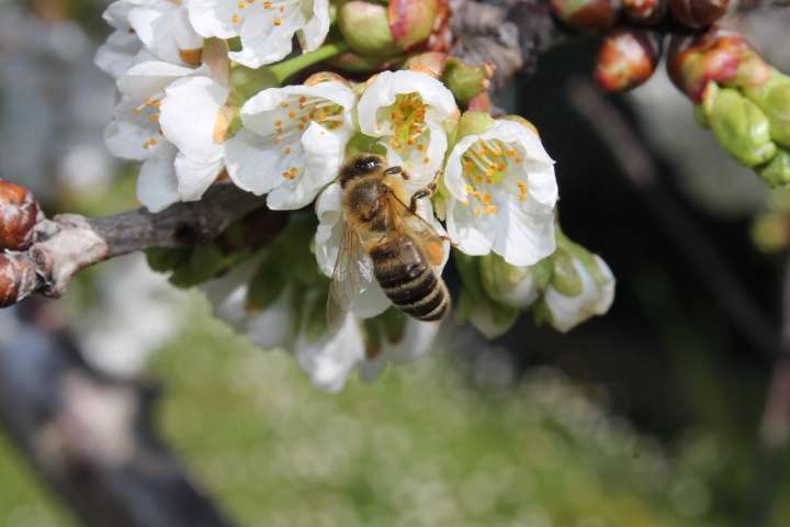 Eppure il bio cresce ancora!