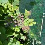 05.08.2025 Presentazione prove sperimentali in viticoltura biologica