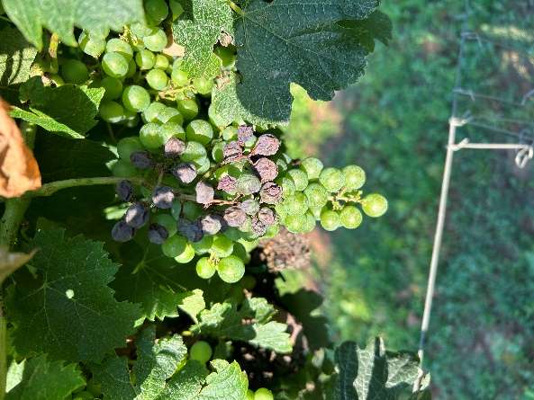 Presentazione prove sperimentali in viticoltura biologica – Fondazione Mach