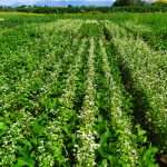 Diversificazione colturale e servizi ecosistemici