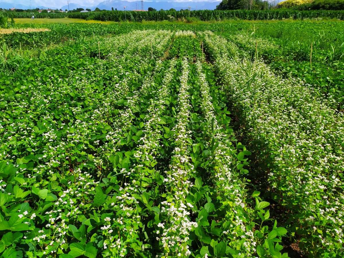 Diversificazione colturale e servizi ecosistemici