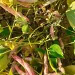 Andiamo a conoscere il fagiolo nel Cunesee