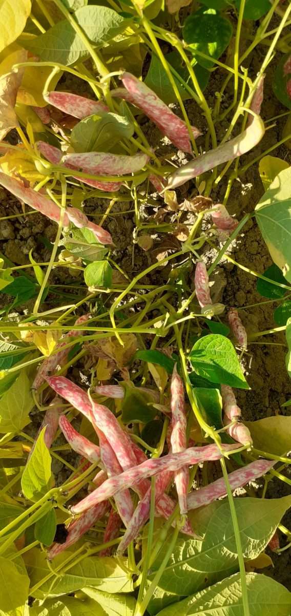 Andiamo a conoscere il fagiolo nel Cunesee