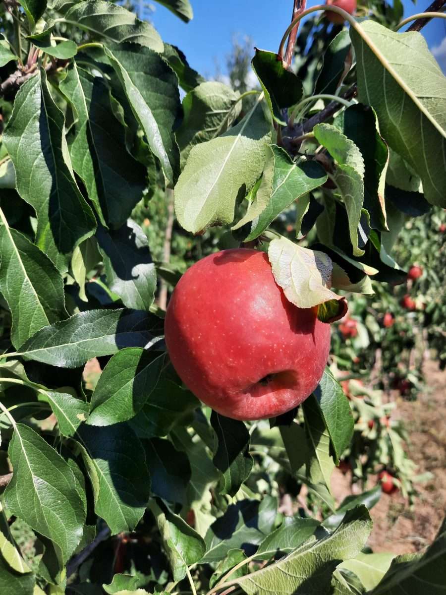 Fondazione Fratelli Navarra – nuova data