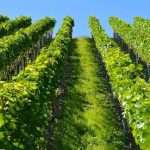 Piantumazione di un vigneto e scarsità idrica