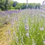 05 novembre Bontà Bio: quarto appuntamento con gli aperitivi.