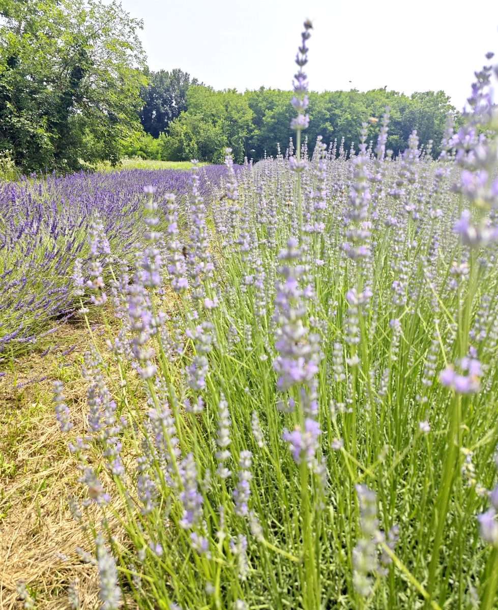 05 novembre Bontà Bio: quarto appuntamento con gli aperitivi.