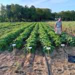 07 ottobre 2024: Visita campo catalogo fagioli borlotti nani