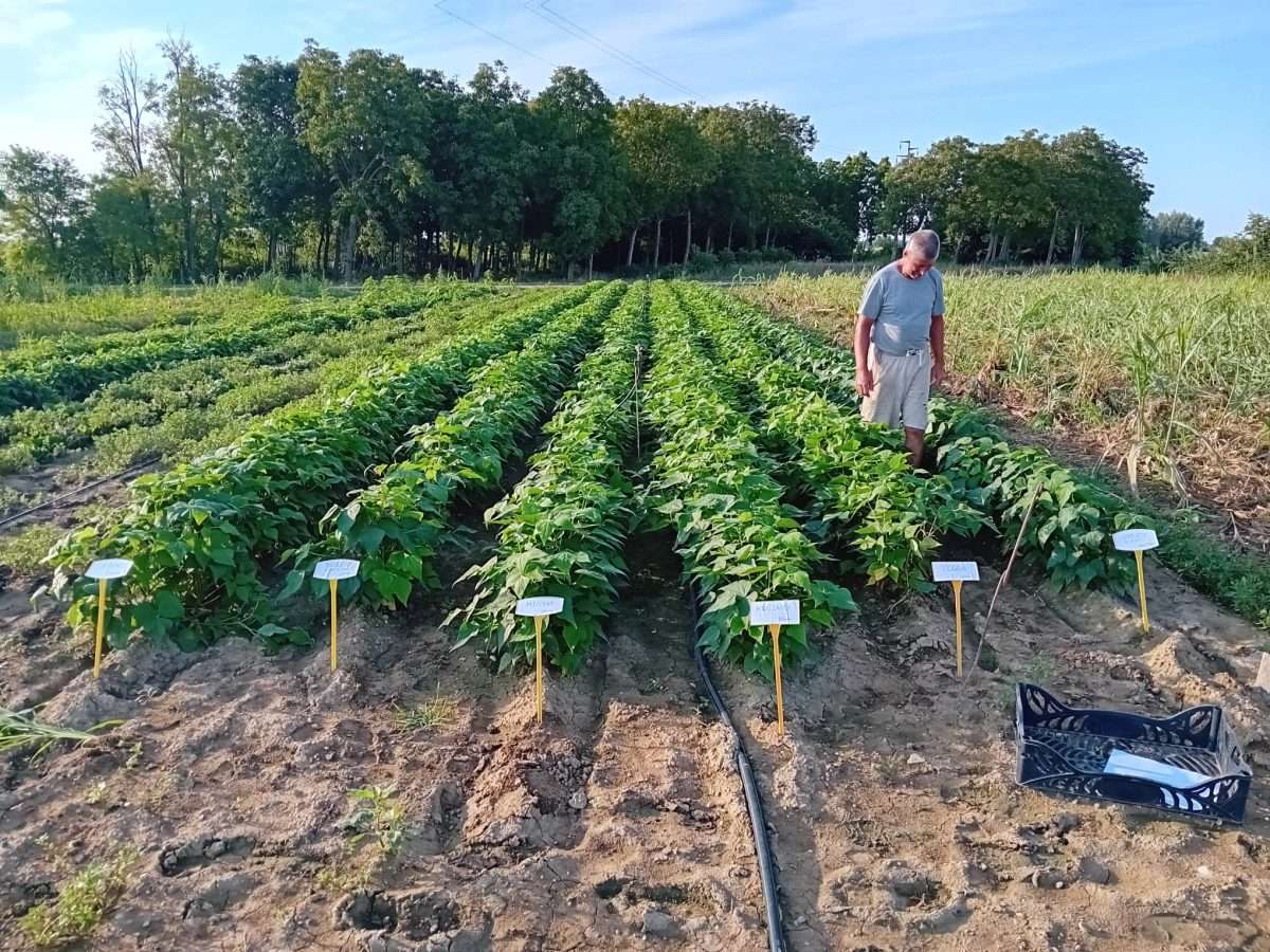 07 ottobre 2024: Visita campo catalogo fagioli borlotti nani
