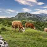 Anche gli animali al pascolo affrontano il cambiamento climatico