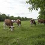 24 ottobre Bontà Bio: terzo appuntamento con la carne