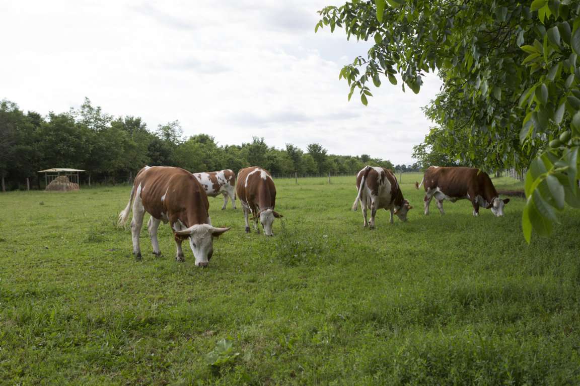 24 ottobre Bontà Bio: terzo appuntamento con la carne