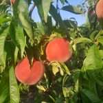 28 novembre 2024 –  Primi risultati del programma di miglioramento varietale della pesca friulana