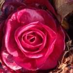 Bontà Bio: quinto appuntamento a Staranzano con i radicchi