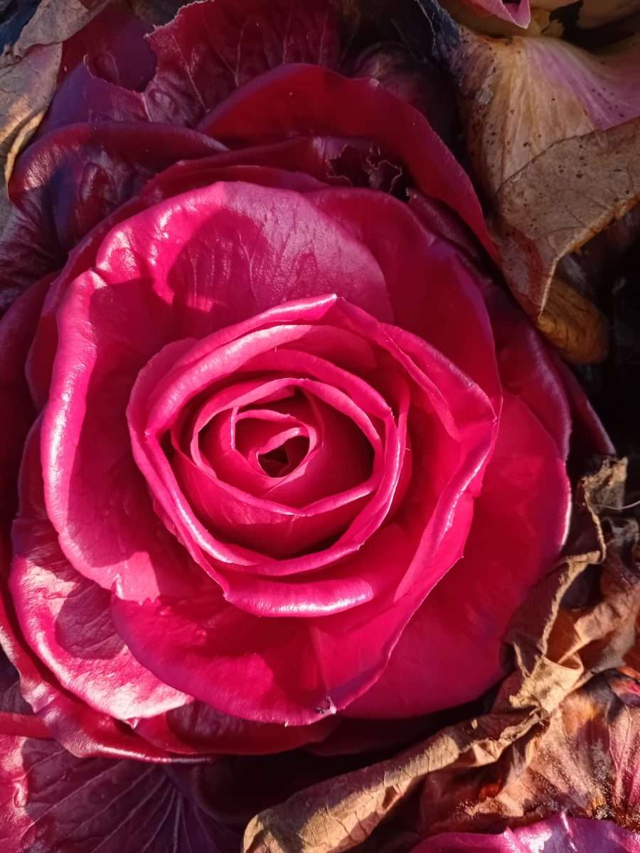 Bontà Bio: quinto appuntamento a Staranzano con i radicchi