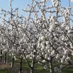 04-05 dicembre 2024 Frutticoltura biologica in Piemonte – ANNULLATO
