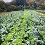 09.12.2024 Orticoltura Biologica a Mereto di Tomba