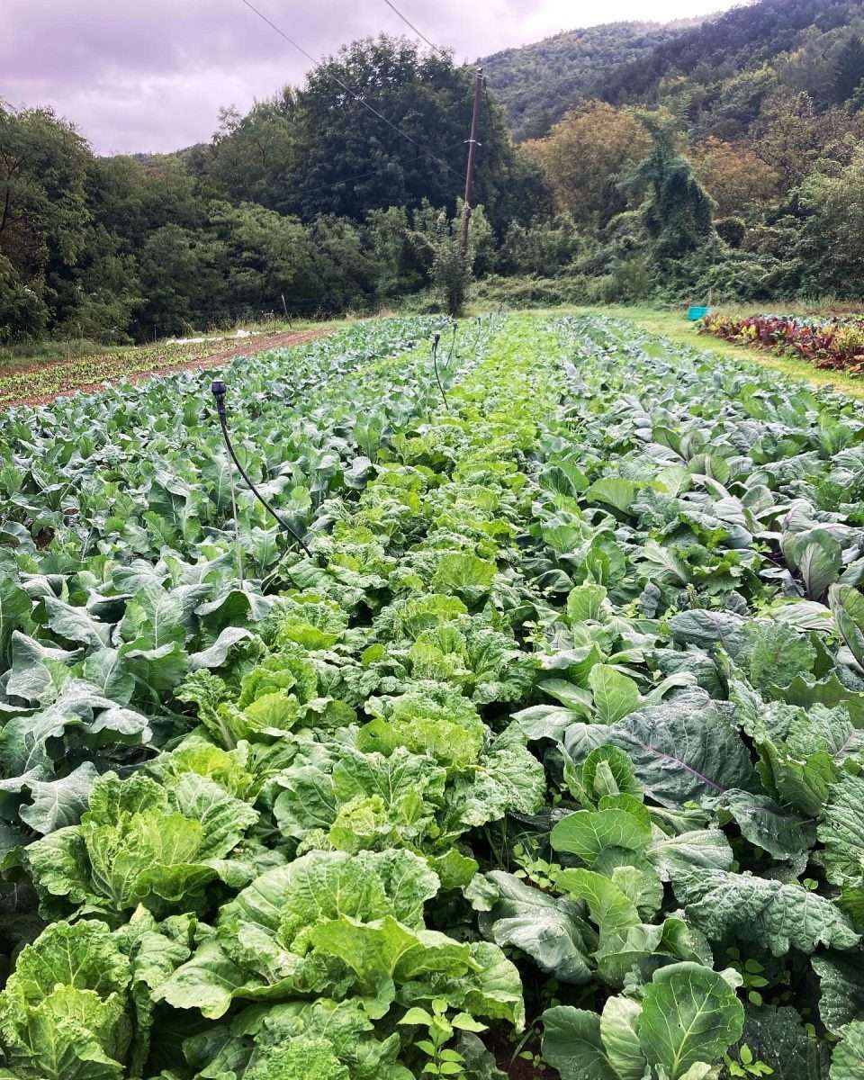 09.12.2024 Orticoltura Biologica a Mereto di Tomba