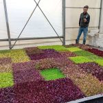 Orticoltura biologica: visita guidata in campo Az. Sementiera Smarties.Bio