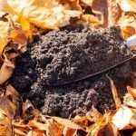 Come le foglie …al suolo d’inverno