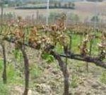 27.01.2025 – WEBINAR potatura invernale tardiva come tecnica di prevenzione dei danni da gelata