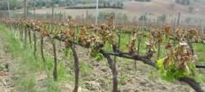 27.01.2025 – WEBINAR potatura invernale tardiva come tecnica di prevenzione dei danni da gelata