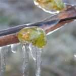 Potatura invernale tardiva come tecnica di prevenzione dei danni da gelata – 27.01.2025