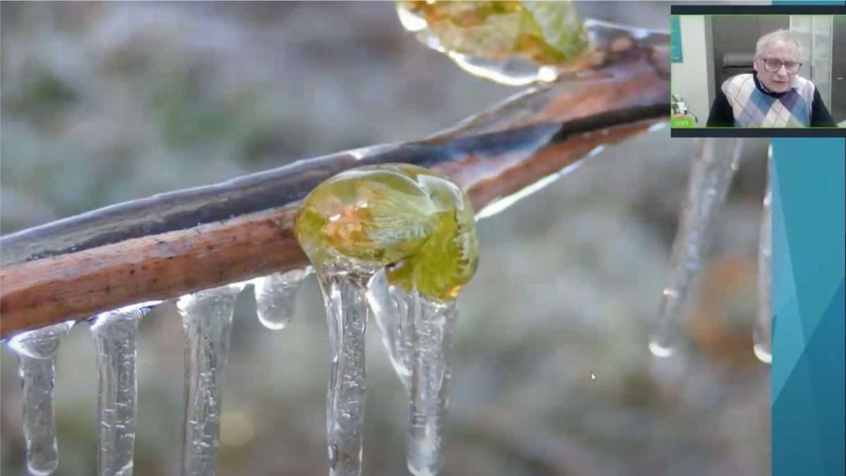 Potatura invernale tardiva come tecnica di prevenzione dei danni da gelata – 27.01.2025