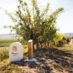 Ripiantare alberi nel vigneto!