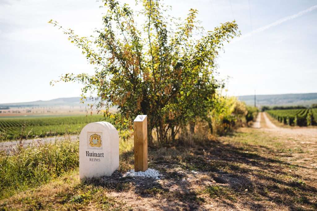 Ripiantare alberi nel vigneto!