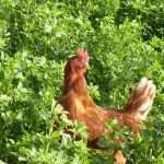 Il bio, il clima, la Pasqua e le uova.