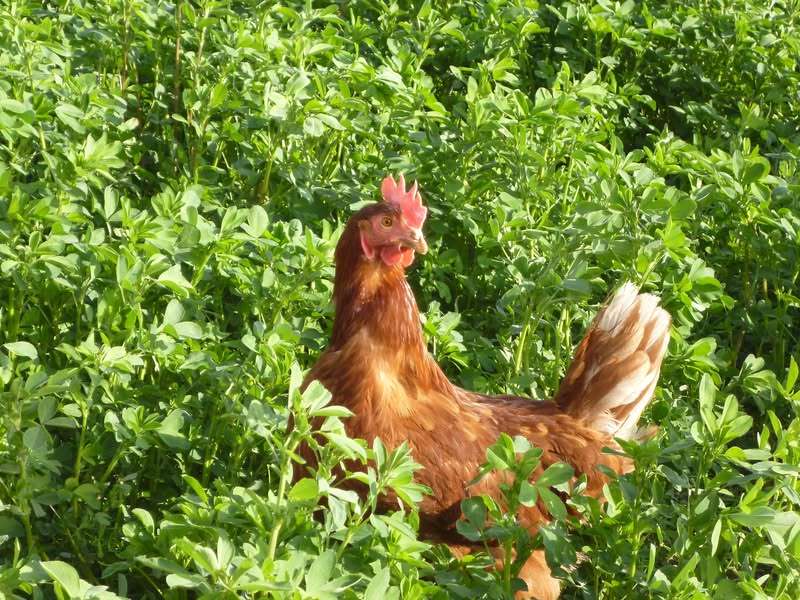 Il bio, il clima, la Pasqua e le uova.