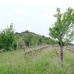 Portare il bosco in vigna, come si fa.