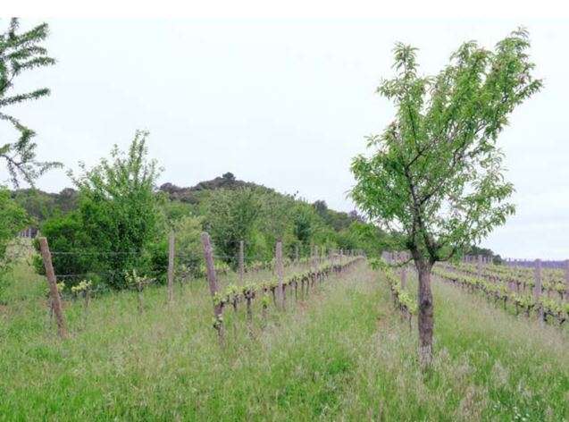 Portare il bosco in vigna, come si fa.