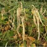 Calda primavera e trapianti delle estive.