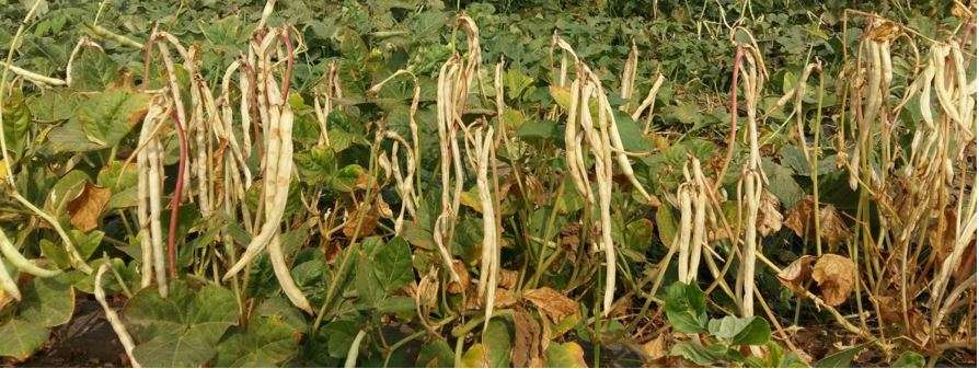 Calda primavera e trapianti delle estive.