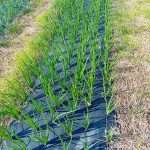 12.06.2025 Il corretto impiego dei principi attivi fitosanitari nella lotta alle malattie delle piante orticole