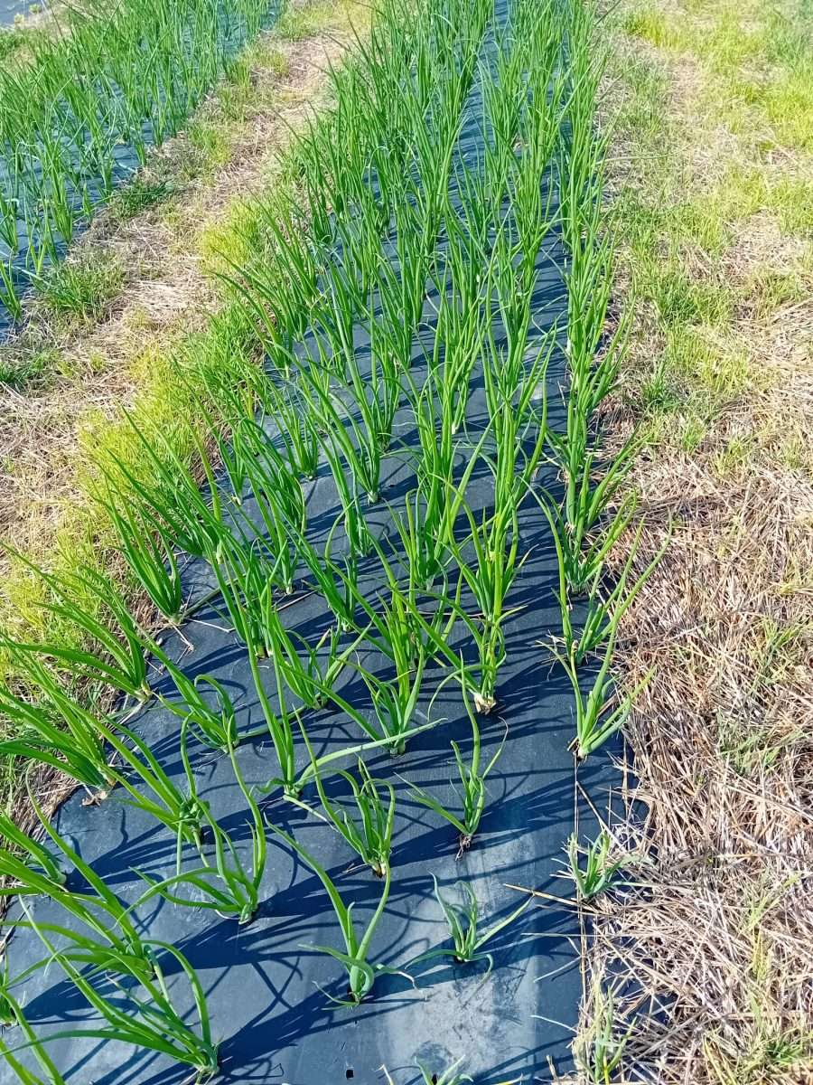 12.06.2025 Il corretto impiego dei principi attivi fitosanitari nella lotta alle malattie delle piante orticole