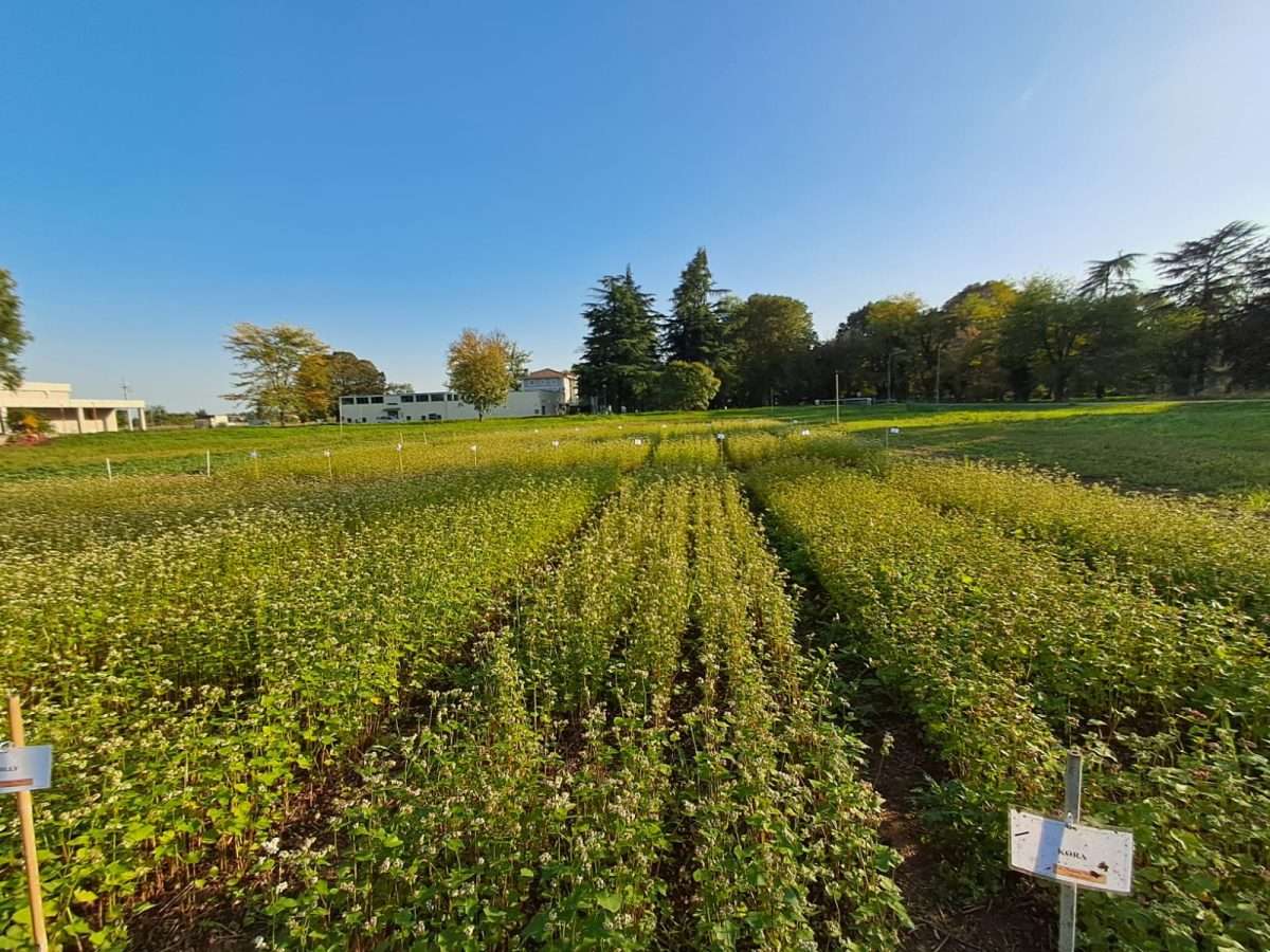 19.06.2025 Seminativi biologici visita all’ Az. Agr. Servadei