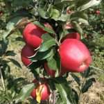 08.08.2025 Visita al Centro di ricerca del CIV – Comacchio