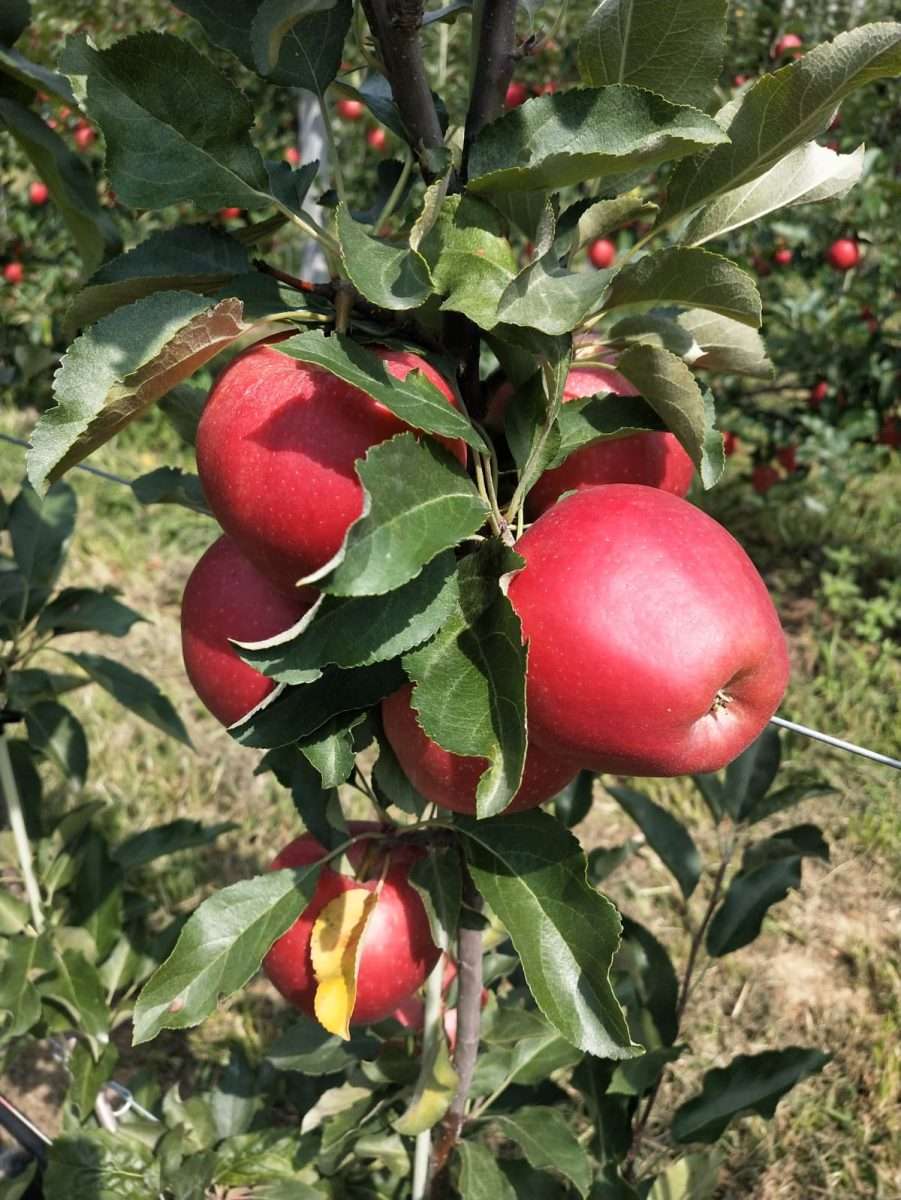 08.08.2025 Visita al Centro di ricerca del CIV – Comacchio