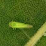 Temperature africane e … cicaline africane: strategie per difendersi dai nuovi fitofagi.