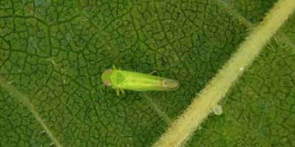 Temperature africane e … cicaline africane: strategie per difendersi dai nuovi fitofagi.