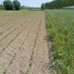 01.08.2025 Prova a pieno campo di fagiolo borlotto