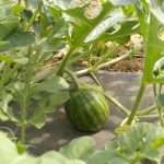 01.09.2025 Orticoltura biologica – Visita guidata in campo Az. Agr. Terra e Anyma