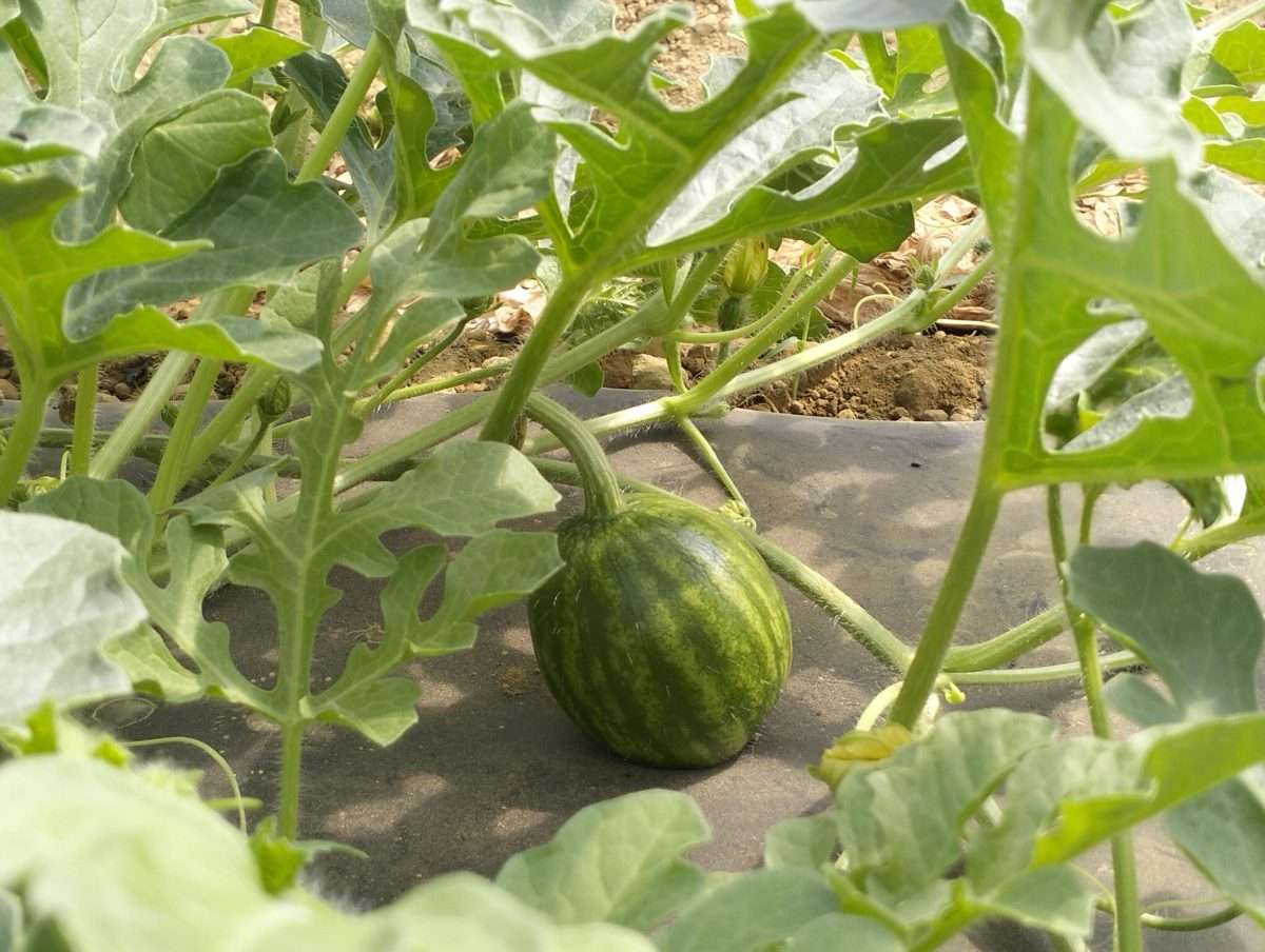 01.09.2025 Orticoltura biologica – Visita guidata in campo Az. Agr. Terra e Anyma