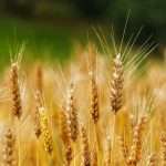 Ma il Friuli è terra frumentaria?