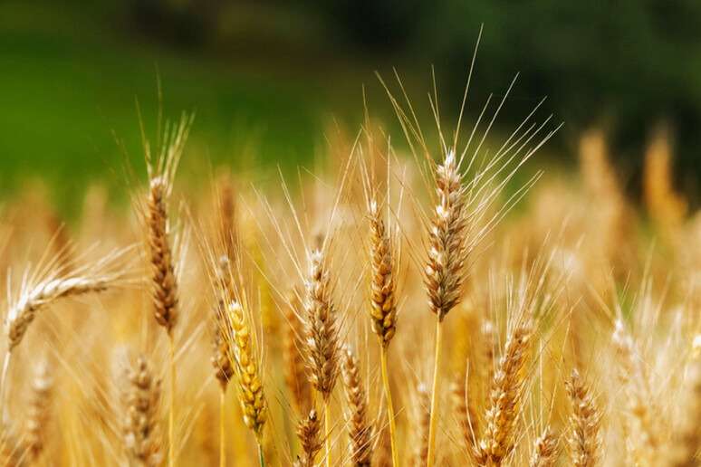 Ma il Friuli è terra frumentaria?